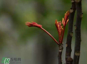 香椿有幾種？香椿哪種好？