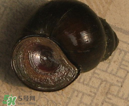 田螺死了能吃嗎？田螺剛死能吃嗎？