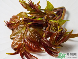痛風(fēng)能吃香椿嗎？痛風(fēng)能吃香椿煎蛋嗎？