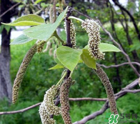 構(gòu)樹(shù)穗有什么作用？構(gòu)樹(shù)穗的作用
