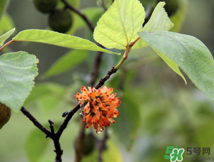 構(gòu)樹(shù)穗有什么作用？構(gòu)樹(shù)穗的作用