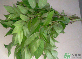 白花菜有什么功效？白花菜的功效是什么？