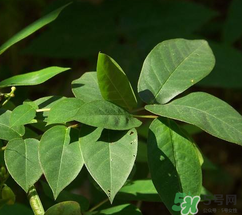 白花菜有什么功效？白花菜的功效是什么？