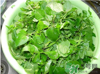 白花菜有什么功效？白花菜的功效是什么？