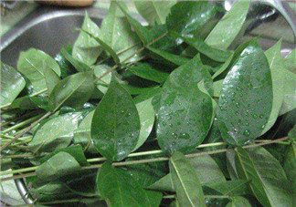 白花菜有什么功效？白花菜的功效是什么？
