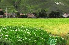 四月份去哪里旅游比較好？四月份最適合旅游的地方