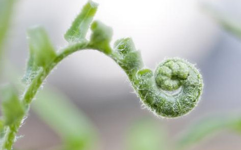 蕨菜到底能不能吃？山上的蕨菜能不能吃