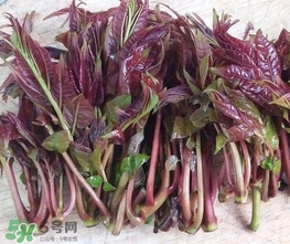 香椿芽怎么吃？新鮮香椿芽怎么吃