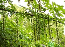 榆錢是榆樹的什么？榆錢是花還是果實