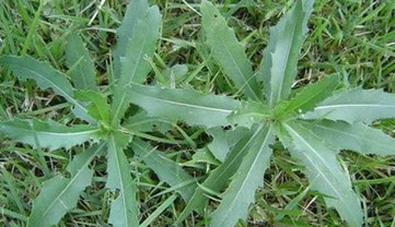 刺兒菜能吃嗎？刺兒菜可以吃嗎