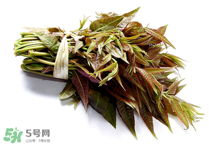 香椿可以助孕嗎？香椿有助孕的功效嗎？