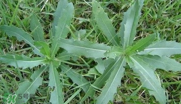 刺菜煮水喝有什么作用？刺菜泡水喝有什么好處
