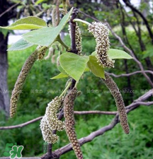 蒸構(gòu)樹花兒的功效 蒸構(gòu)樹花兒有什么功效？