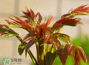 香椿會(huì)致癌嗎？香椿吃多了會(huì)致癌嗎？ 