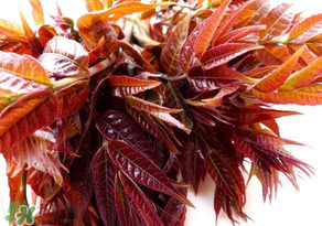 香椿會(huì)致癌嗎？香椿吃多了會(huì)致癌嗎？ 