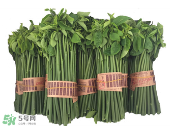 樹仔菜有毒嗎？樹仔菜有沒有毒？