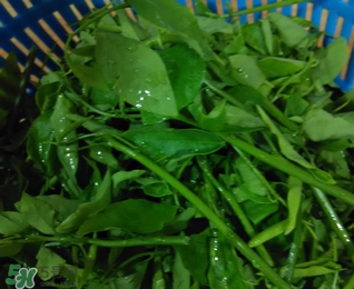 樹仔菜有毒嗎？樹仔菜有沒有毒？