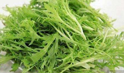 苦苣菜能生吃嗎？苦苣菜可以生吃嗎