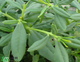 人參菜怎么吃？人參菜怎么吃好？