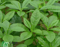 人參菜怎么吃？人參菜怎么吃好？