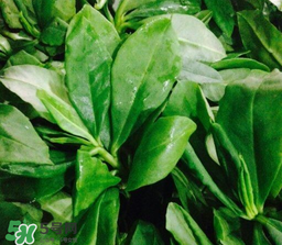 人參菜怎么吃？人參菜怎么吃好？