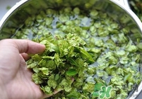 榆錢是榆樹的什么？榆錢是花還是果實