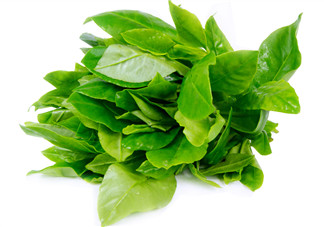 人參菜怎么吃？人參菜怎么吃好？
