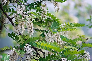 刺槐花幾月開？刺槐花什么時候開