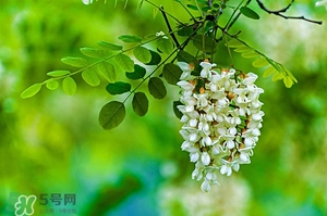 刺槐花幾月開？刺槐花什么時候開