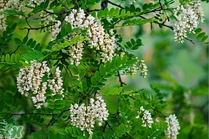 刺槐花幾月開？刺槐花什么時候開