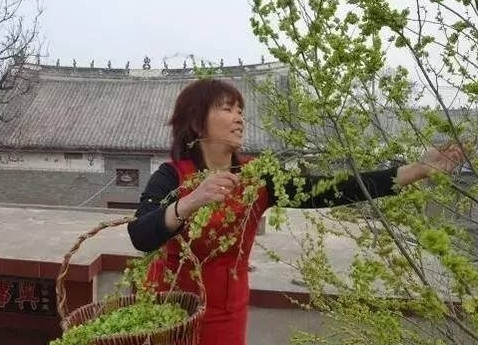 榆錢(qián)怎么蒸？蒸榆錢(qián)的做法
