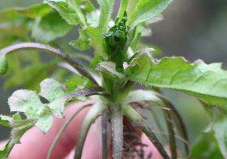 高血壓能吃刺兒菜嗎？刺兒菜能降血壓?jiǎn)?><p><strong>高血壓能吃刺兒菜嗎？刺兒菜能降血壓?jiǎn)?/strong></p></a></li> </ul>
</div>
<div   id=