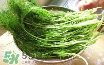 茴香苗有什么好處？茴香苗的功效與作用