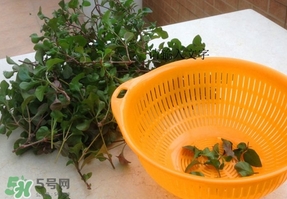 吃枸杞葉會過敏嗎？吃枸杞葉會不會過敏