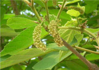 蒸構(gòu)樹(shù)花兒孕婦可以吃嗎？孕婦可以吃蒸構(gòu)樹(shù)花兒?jiǎn)幔?><p><strong>蒸構(gòu)樹(shù)花兒孕婦可以吃嗎？孕婦可以吃蒸構(gòu)樹(shù)花兒?jiǎn)幔?/strong></p></a></li> <li><a href=