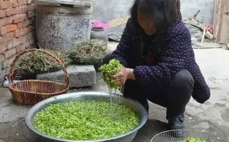 榆錢(qián)怎么蒸？蒸榆錢(qián)的做法