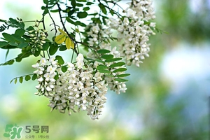 刺槐花幾月開？刺槐花什么時候開