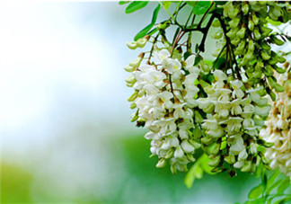 刺槐花幾月開？刺槐花什么時候開