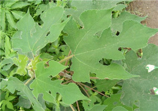蒸構(gòu)樹(shù)花兒的功效 蒸構(gòu)樹(shù)花兒有什么功效？
