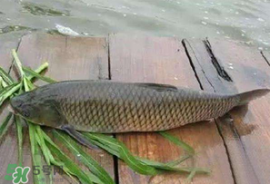 4月份可以釣草魚嗎？4月份如何釣草魚？