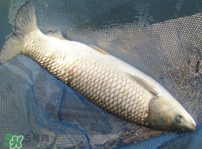 4月份可以釣草魚嗎？4月份如何釣草魚？