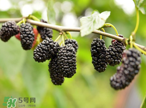 桑葚和菠蘿能一起吃嗎？桑葚可以和菠蘿一起吃嗎？