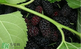 桑葚和菠蘿能一起吃嗎？桑葚可以和菠蘿一起吃嗎？