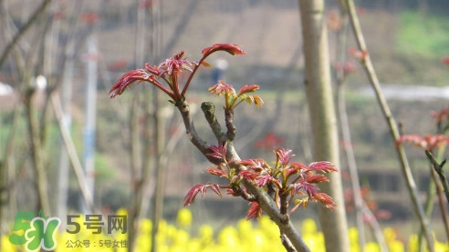 香椿葉能吃嗎？香椿葉孕婦能吃嗎？