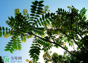 香椿放久了能吃嗎？香椿可以放多久？