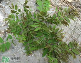 香椿長什么樣子？香椿長在什么地方？