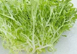 苦菊能和蝦一起吃嗎？苦菊可以和蝦一起吃嗎