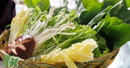 苦菊能涮火鍋吃嗎？苦菊可以涮火鍋嗎