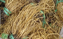 苦苣根哪里有賣？苦苣根茶在那里買的到