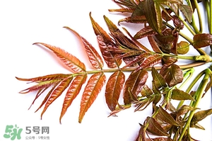 香椿樹什么時候發(fā)芽？香椿樹什么時候種植